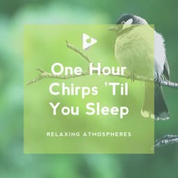 1 Hour Chirps 'Til You Sleep - Relaxing Atmospheres