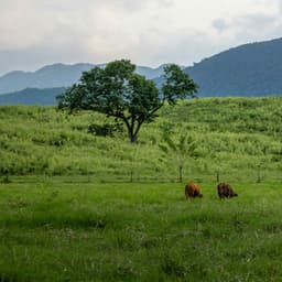 100 Natural Ambiences: New Beginnings In Nature - Nature Sound Collection