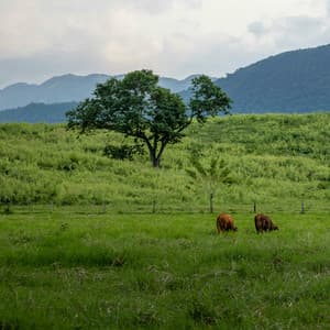 100 Natural Ambiences: New Beginnings In Nature - Nature Sound Collection