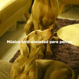 Música anti-ansiedad para perros - Jazz for Working Playlists