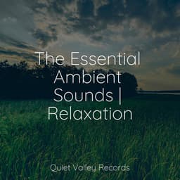 The Essential Ambient Sounds | Relaxation - Sleep Lullabies for Newborn
