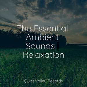 The Essential Ambient Sounds | Relaxation - Sleep Lullabies for Newborn