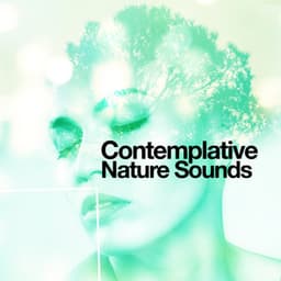 Contemplative Nature Sounds - Nature Ambience