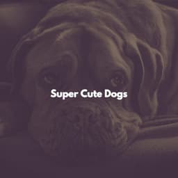 Super Cute Dogs - Early Morning Chill Out Playlist