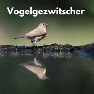 Vogelgezwitscher - Waldgeräusche