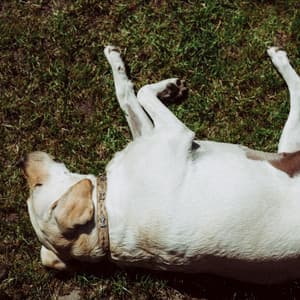 Jazz Ballad - Background Music for Resting Dogs - Relaxing Dog Music