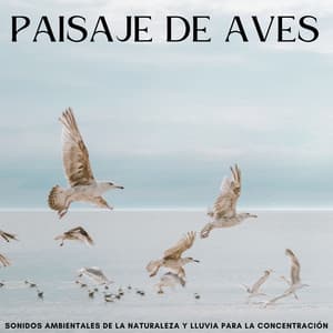 Paisaje De Aves: Sonidos Ambientales De La Naturaleza Y Lluvia Para La Concentración - Lluvia Instantánea