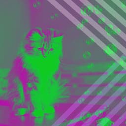 Latin Guitar - Background Music for Territorial Kittens - Cat Music Waves