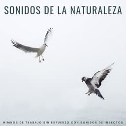 Sonidos De La Naturaleza: Himnos De Trabajo Sin Esfuerzo Con Sonidos De Insectos - Televisión de la naturaleza