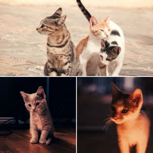 Carefree Acoustic Smooth Jazz Guitar - Background for A Quiet Cat - Cat Relax