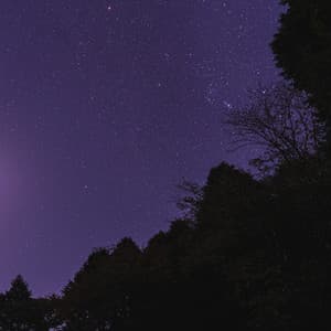 Night Cricket Sounds - Bell Crickets