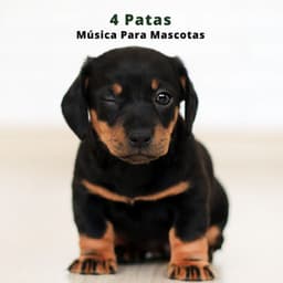 4 Patas: Música Para Mascotas - Biblioteca de Música Para Mascotas