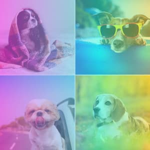 Music for Calming Puppy - Pets Relax