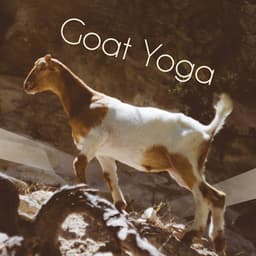 Goat Yoga: Best Background Yoga Music for Goat Yoga Classes - Mindfulness Mind Body Space