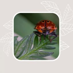 Personal Wellness - Elevator Background Music Sensation