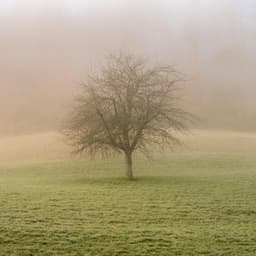 1 Ethos: Fully Alive - Nature Sound Collection