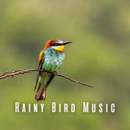 Rainy Bird Music - Enjoyable Rain Sleep Sound