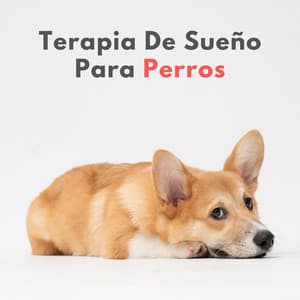 Terapia De Sueño Para Perros - Ricky sonido de lluvia