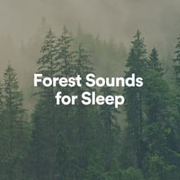 Forest Sounds for Sleep - Ambient Forest