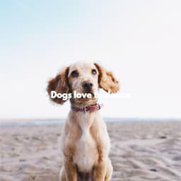 Dogs love to dance - Cleaning Music Play List