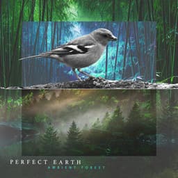 Perfect Earth - Ambient Forest
