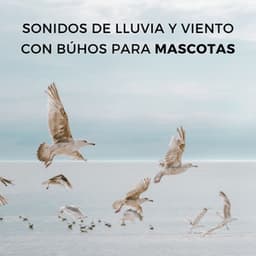 Sonidos De Lluvia Y Viento Con Búhos Para Mascotas - Lluvia en el Bosque
