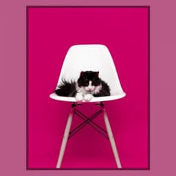 Feelings for Anxious Kitty - Cat Music Studio