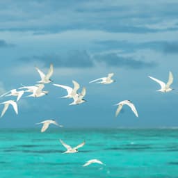 Oceanic Comfort for Pets: Nature's Serenade - Waves Hard