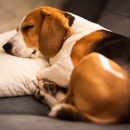 Tranquil Dog Naps: Piano Lullabies with Rain - Classical Piano Playlist