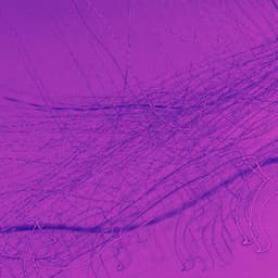 Music for Nocturnal Nite - Happy Morning Music