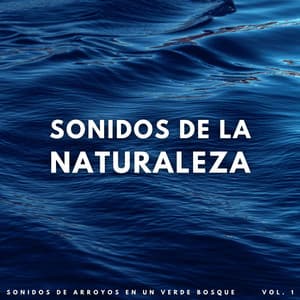 Sonidos De La Naturaleza: Sonidos De Arroyos En Un Verde Bosque Vol. 1 - Sonidos De Todos Ruídos