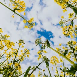 100 Paths To Wellness: One Day At A Time - Spa Music Relaxation