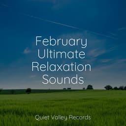 February Ultimate Relaxation Sounds - Calming Rainforest Sounds