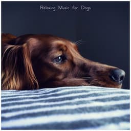 Relaxing Music for Dogs - Sounds Dogs Love
