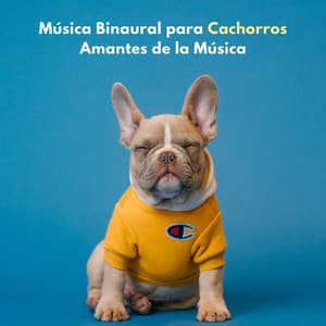 Música Binaural Para Cachorros Amantes De La Música - Tormenta Solar