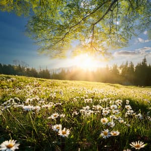 Music For The Flow Of Everyday Moments - The Relaxing Sounds of Swedish Nature