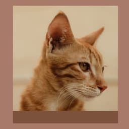 Feelings for Afternoon Cats - Cat Music Studio