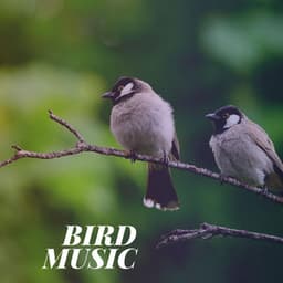 Bird Music - Calming Bird Sounds