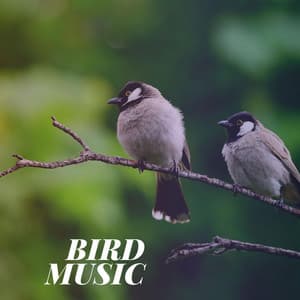 Bird Music - Calming Bird Sounds