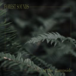 At the Campside - Forest Sounds