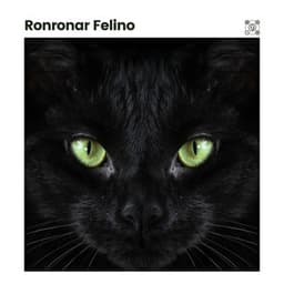 Ronronar Felino - Musica para Gatos
