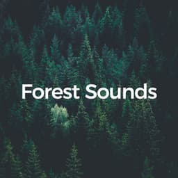 Forest Sounds - Sounds of the Forest