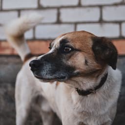 Melodic Dog Wagging Tails: Serene Lofi Soundscapes of Joy - Relaxing Music for Dogs