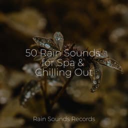 50 Rain Sounds for Spa & Chilling Out - Forest Sounds