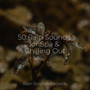 50 Rain Sounds for Spa & Chilling Out - Forest Sounds