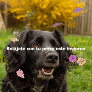 Relájate con tu perro este invierno - Musik zum Lesen