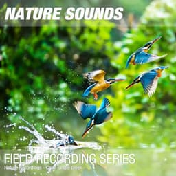 Nature Recordings - Calm jungle creek - Nature Sounds