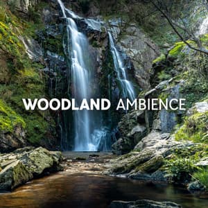 Woodland Ambience: Flowing Stream, Forest Sounds, Birds Chirping and Water Sounds - Abundant Nature Zen