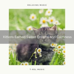 Kittens Earned Sweet Dreams and Calmness - Sleepy Cats