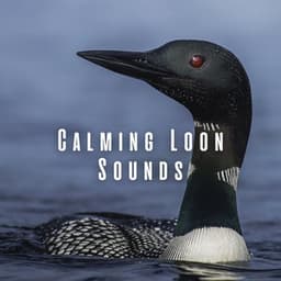 Calming Loon Sounds ASMR - Calming Spirit